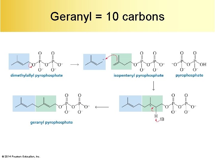 Geranyl = 10 carbons © 2014 Pearson Education, Inc. 