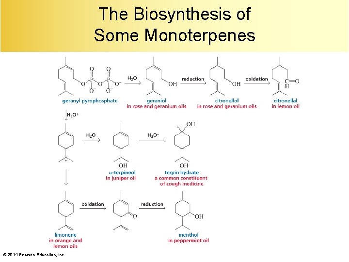 The Biosynthesis of Some Monoterpenes © 2014 Pearson Education, Inc. 