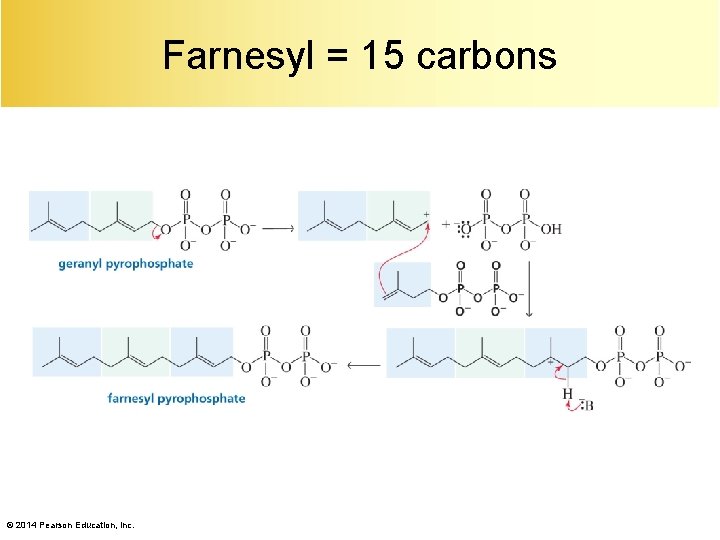 Farnesyl = 15 carbons © 2014 Pearson Education, Inc. 