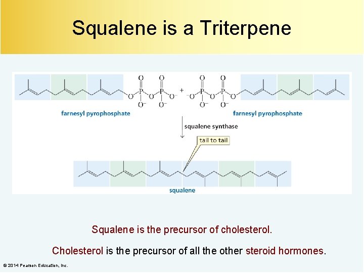 Squalene is a Triterpene Squalene is the precursor of cholesterol. Cholesterol is the precursor