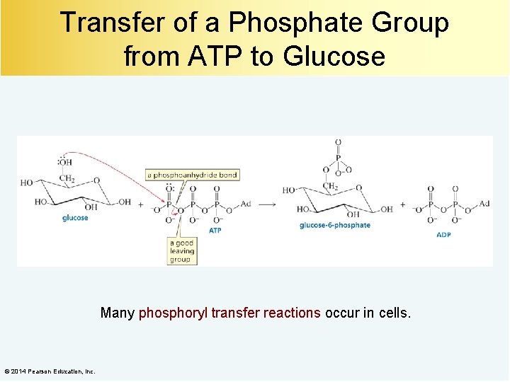 Transfer of a Phosphate Group from ATP to Glucose Many phosphoryl transfer reactions occur