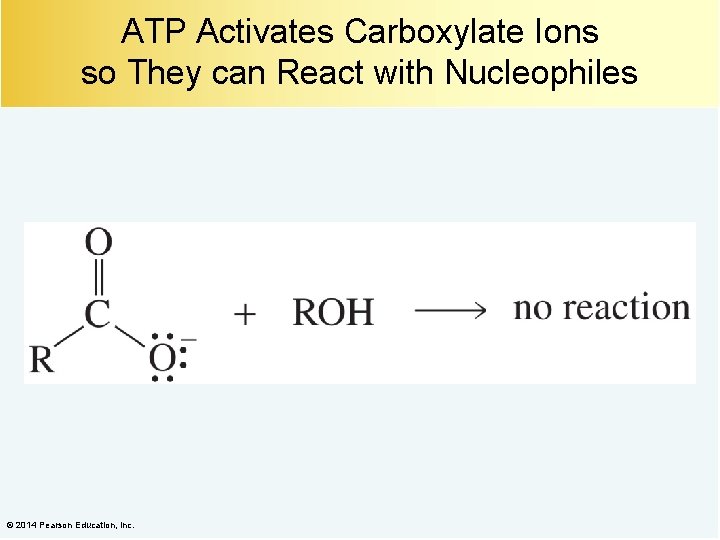 ATP Activates Carboxylate Ions so They can React with Nucleophiles © 2014 Pearson Education,