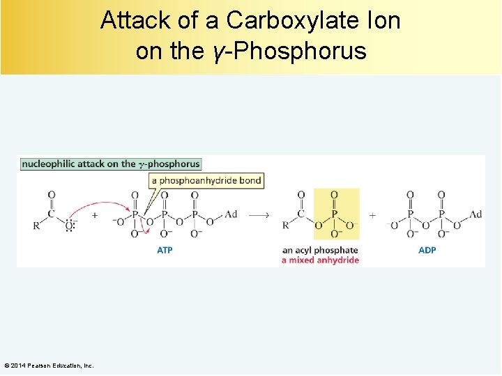 Attack of a Carboxylate Ion on the γ-Phosphorus © 2014 Pearson Education, Inc. 