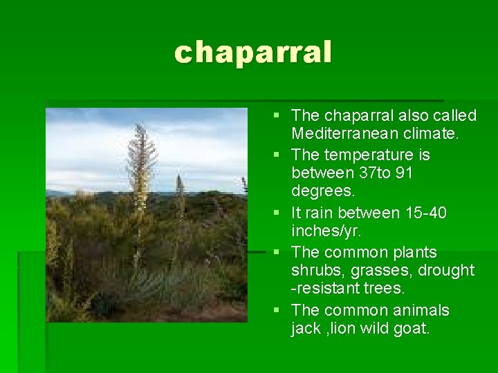 chaparral § The chaparral also called Mediterranean climate. § The temperature is between 37