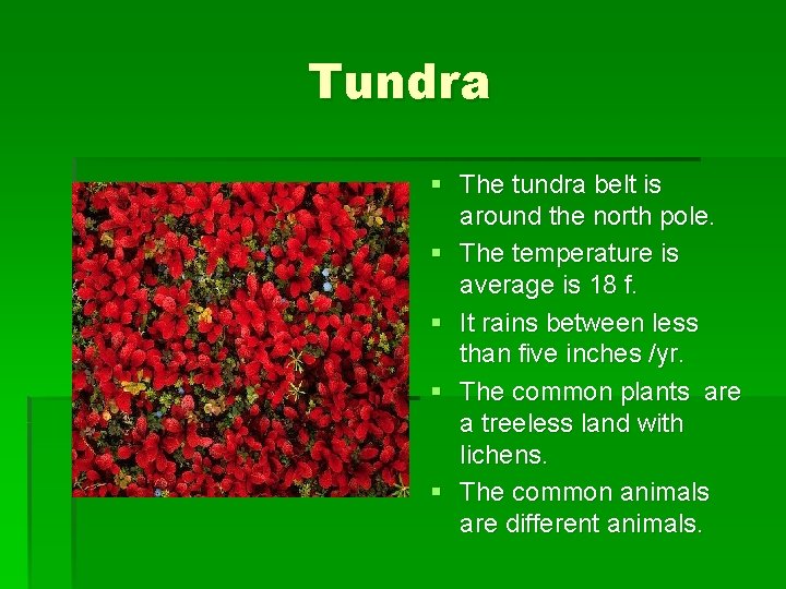 Tundra § The tundra belt is around the north pole. § The temperature is