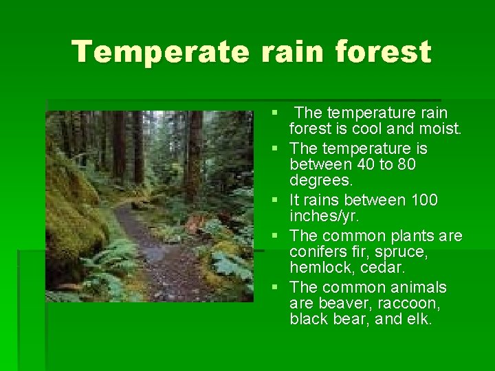 Temperate rain forest § The temperature rain forest is cool and moist. § The