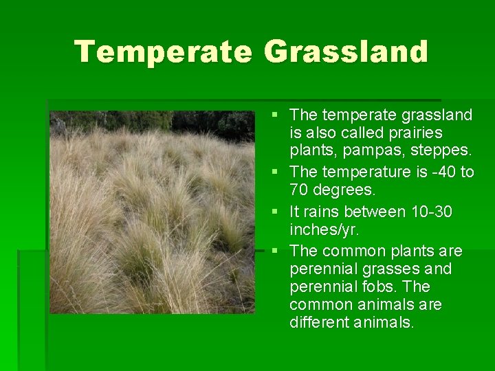 Temperate Grassland § The temperate grassland is also called prairies plants, pampas, steppes. §