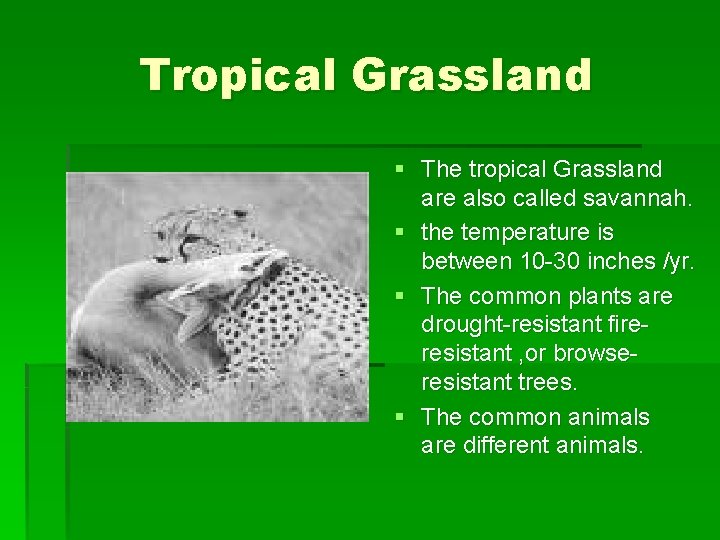 Tropical Grassland § The tropical Grassland are also called savannah. § the temperature is