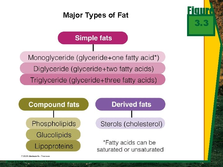 Major Types of Fat 3. 3 