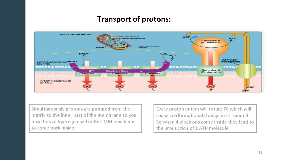 Transport of protons: Simultaneously protons are pumped from the matrix to the inner part