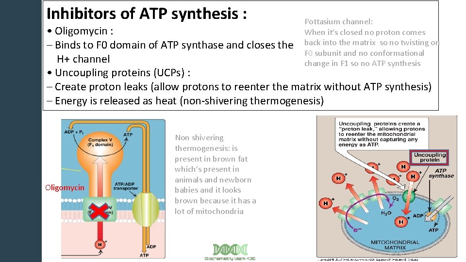 Inhibitors of ATP synthesis : Pottasium channel: When it’s closed no proton comes back
