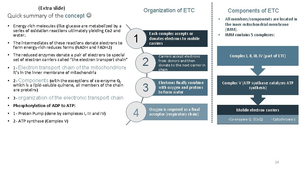 (Extra slide) Quick summary of the concept • Energy-rich molecules (like glucose are metabolized
