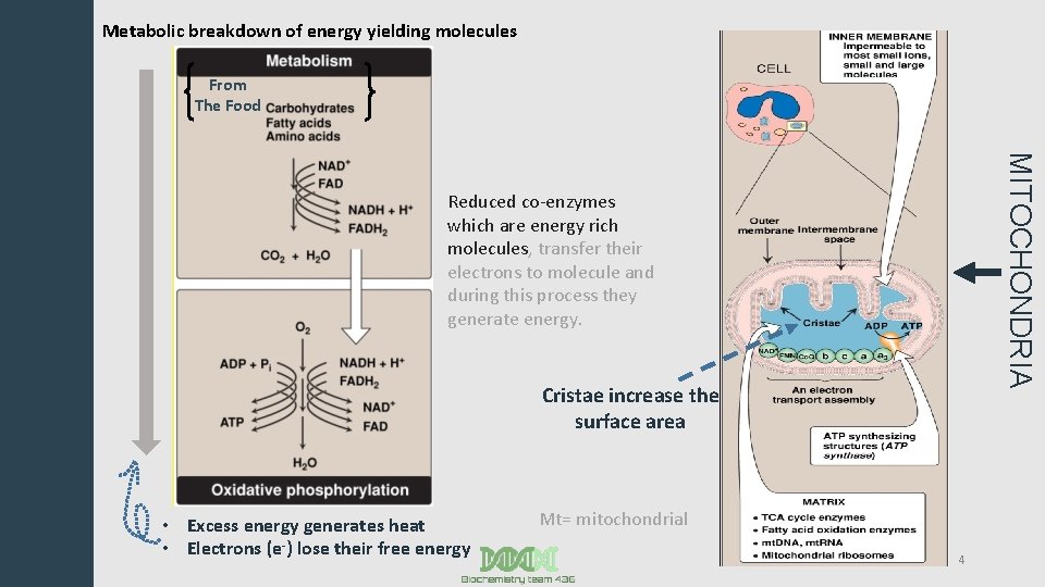 Metabolic breakdown of energy yielding molecules From The Food MITOCHONDRIA Reduced co-enzymes which are