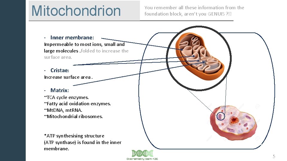 Mitochondrion You remember all these information from the foundation block, aren’t you GENUIS ?