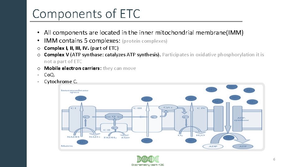Components of ETC • All components are located in the inner mitochondrial membrane(IMM) •