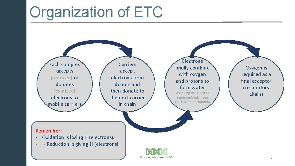 Organization of ETC Each complex accepts (reduced) or donates (oxidized) electrons to mobile carriers