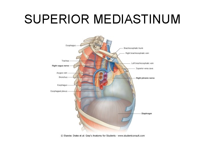 SUPERIOR MEDIASTINUM SUPERIOR MEDIASTINUM