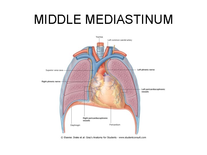 MIDDLE MEDIASTINUM MIDDLE MEDIASTINUM
