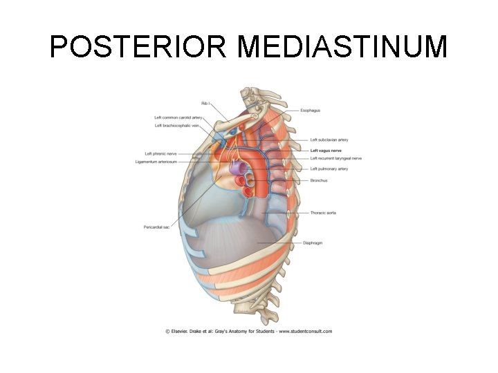 POSTERIOR MEDIASTINUM POSTERIOR MEDIASTINUM