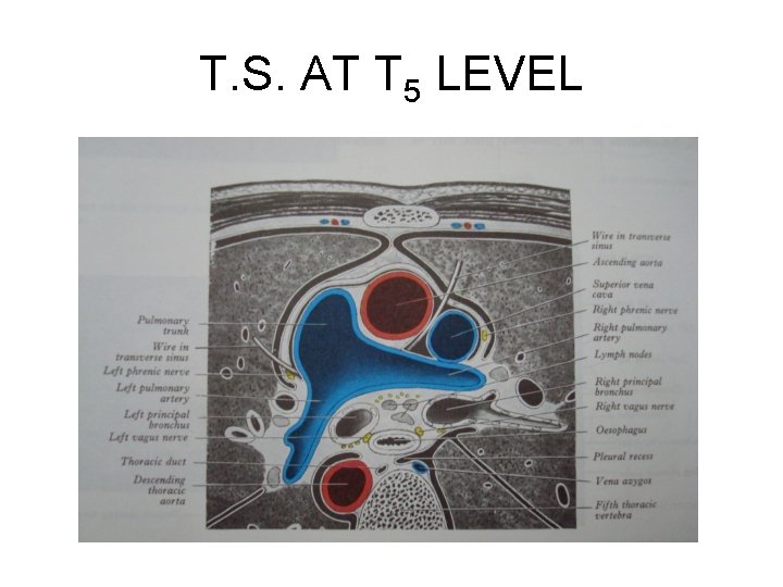 T. S. AT T 5 LEVEL T. S. AT T 5 LEVEL