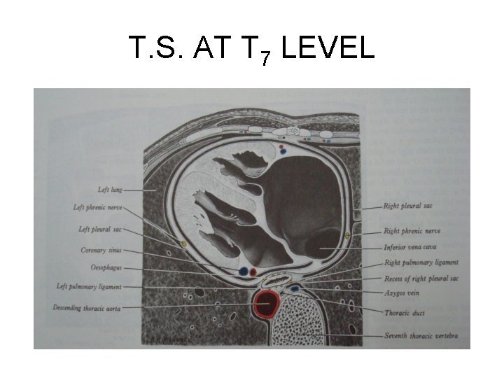 T. S. AT T 7 LEVEL 