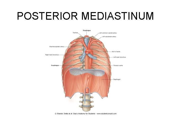 POSTERIOR MEDIASTINUM POSTERIOR MEDIASTINUM