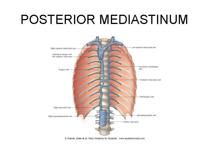 POSTERIOR MEDIASTINUM POSTERIOR MEDIASTINUM