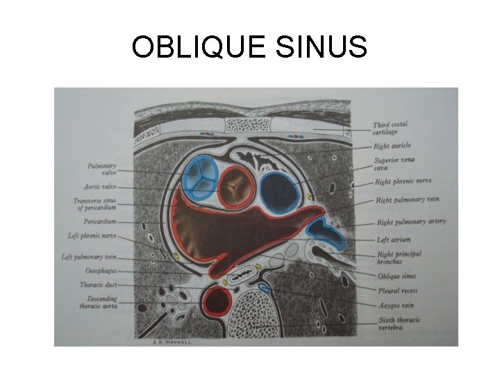 OBLIQUE SINUS OBLIQUE SINUS