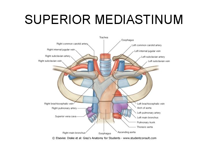 SUPERIOR MEDIASTINUM SUPERIOR MEDIASTINUM