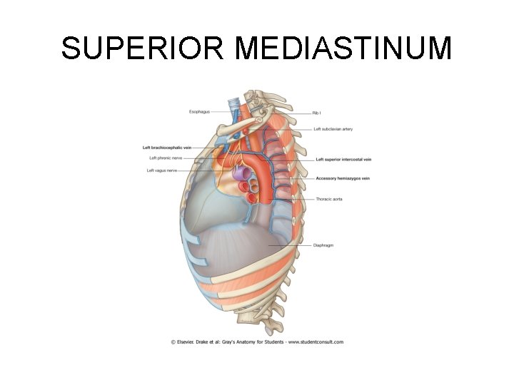 SUPERIOR MEDIASTINUM SUPERIOR MEDIASTINUM