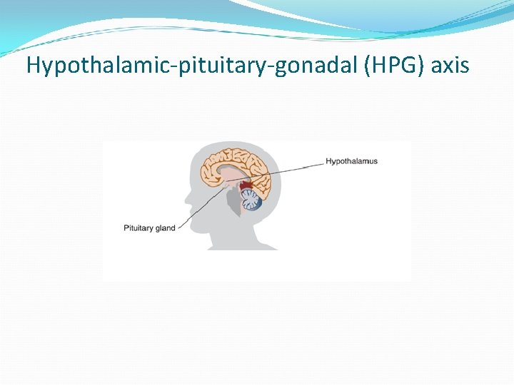 Hypothalamic-pituitary-gonadal (HPG) axis 