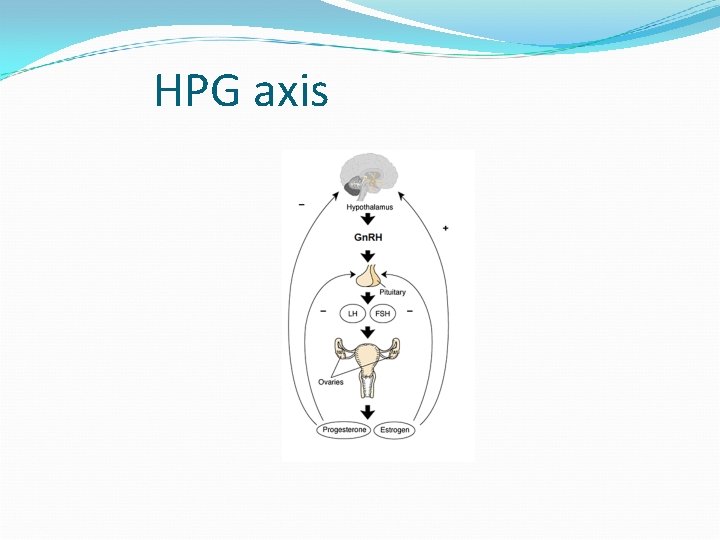 HPG axis 