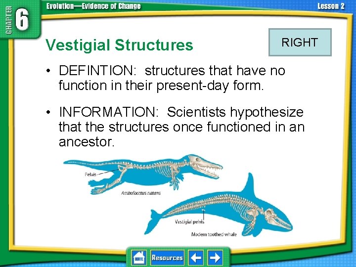 6. 2 Biological Evidence Vestigial Structures RIGHT • DEFINTION: structures that have no function