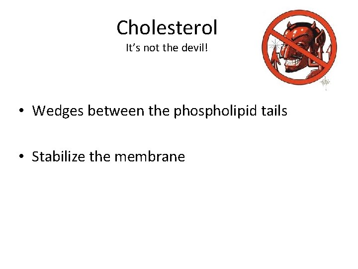 Cholesterol It’s not the devil! • Wedges between the phospholipid tails • Stabilize the