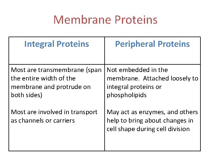 Membrane Proteins Integral Proteins Peripheral Proteins Most are transmembrane (span the entire width of