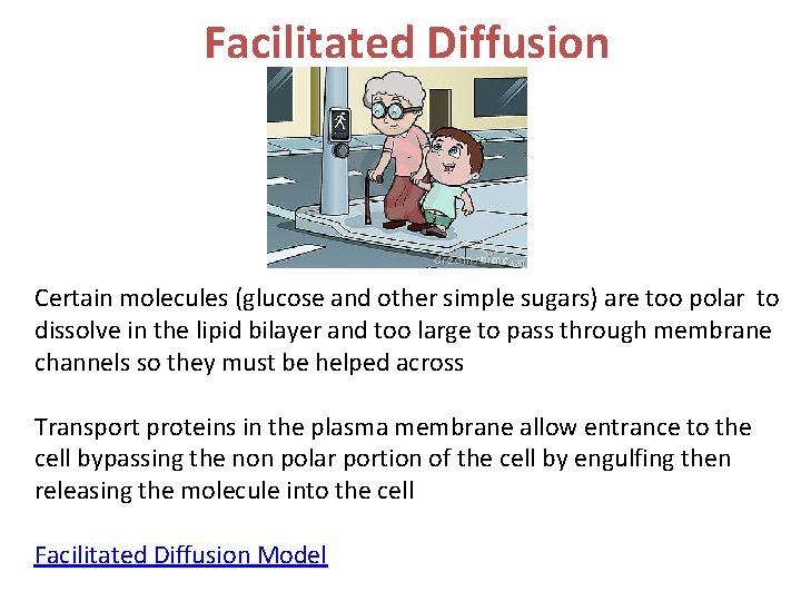 Facilitated Diffusion Certain molecules (glucose and other simple sugars) are too polar to dissolve