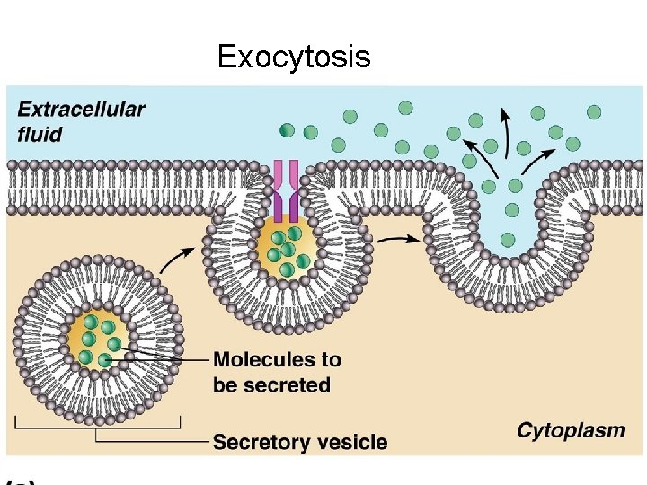 Exocytosis 