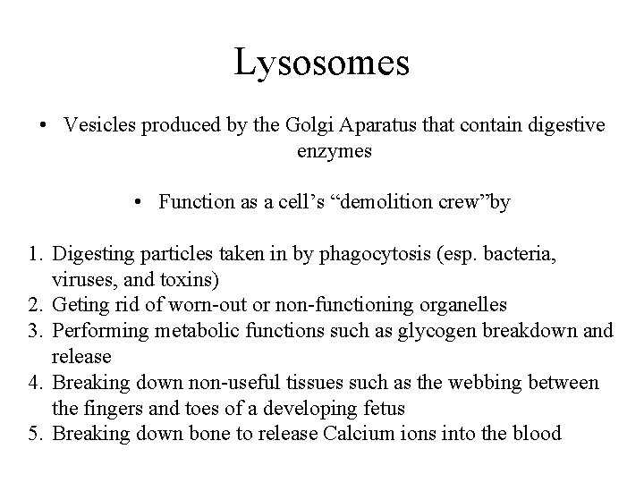 Lysosomes • Vesicles produced by the Golgi Aparatus that contain digestive enzymes • Function