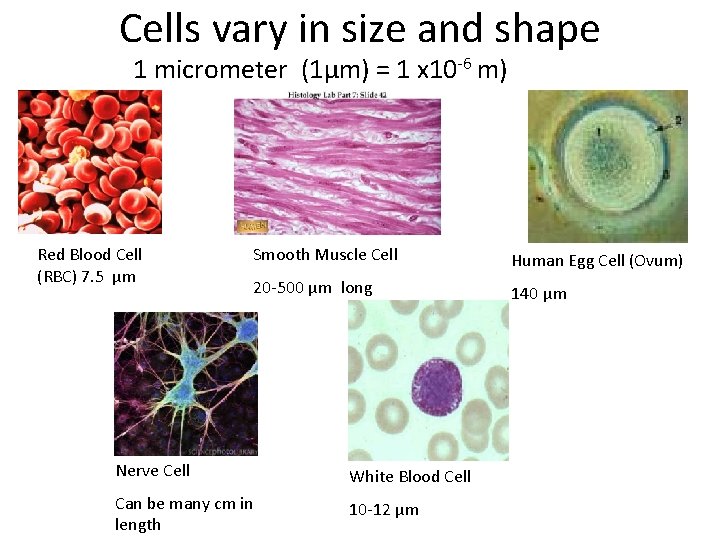 Cells vary in size and shape 1 micrometer (1μm) = 1 x 10 -6