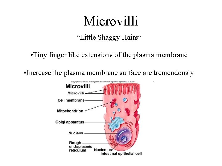 Microvilli “Little Shaggy Hairs” • Tiny finger like extensions of the plasma membrane •