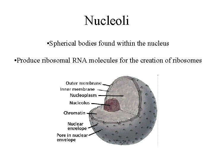 Nucleoli • Spherical bodies found within the nucleus • Produce ribosomal RNA molecules for