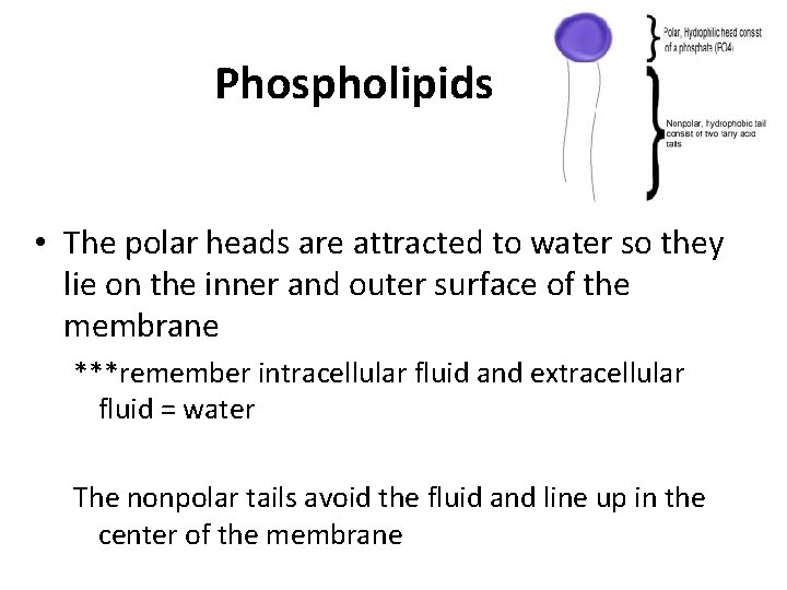 Phospholipids • The polar heads are attracted to water so they lie on the