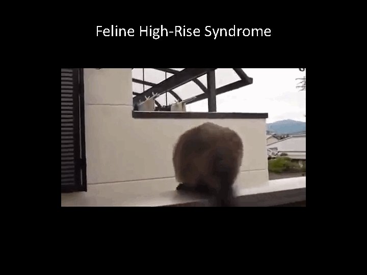 Feline High-Rise Syndrome 