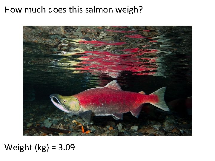 How much does this salmon weigh? Weight (kg) = 3. 09 