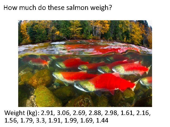 How much do these salmon weigh? Weight (kg): 2. 91, 3. 06, 2. 69,
