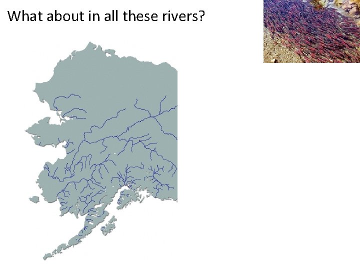 What about in all these rivers? 