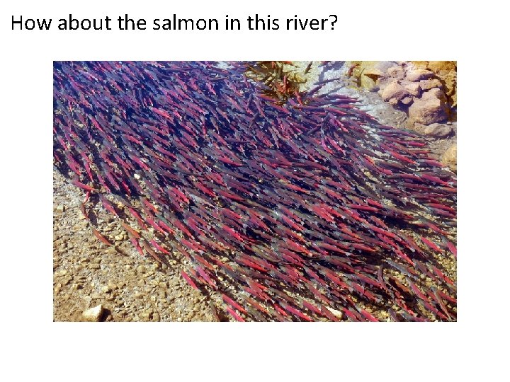 How about the salmon in this river? 