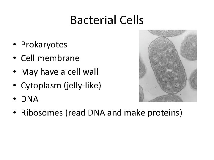 Bacterial Cells • • • Prokaryotes Cell membrane May have a cell wall Cytoplasm