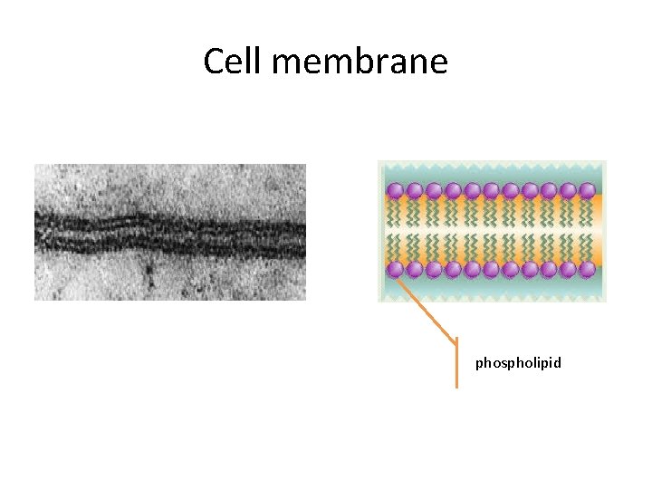 Cell membrane phospholipid 