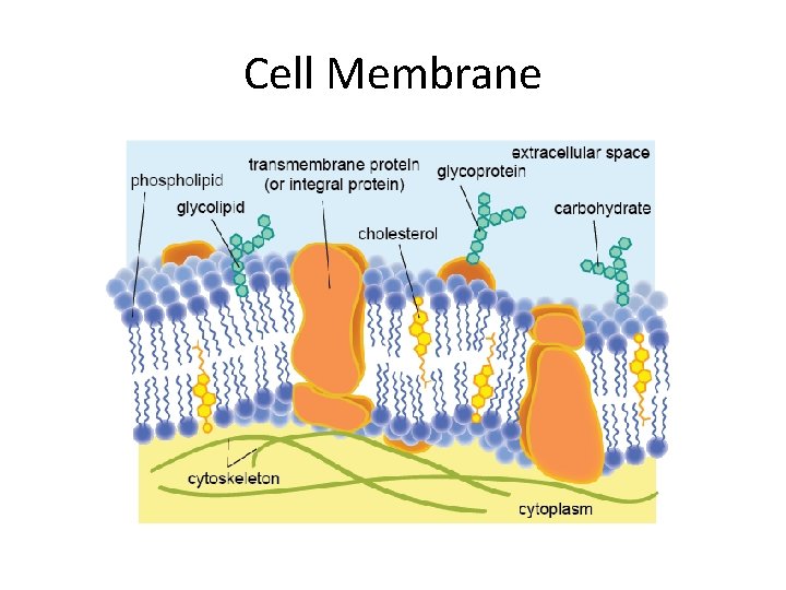 Cell Membrane 